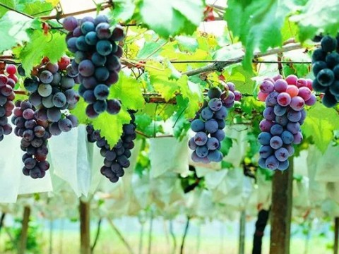 齐和丨饮食文化系列谈（十二）——粮食酒的前世今生