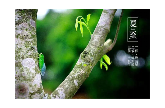 中华节气菜·夏至 | 火轮渐近暑徘徊 一夜生阴夏九来