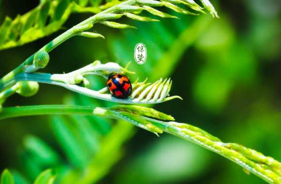 二十四节气里的“陕西味道”——惊蛰 | bw必威西汉姆联官方网站